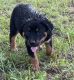 Rottweiler Puppies for sale in Joplin, MO, USA. price: $650