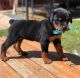 Rottweiler Puppies for sale in New York, NY, USA. price: NA