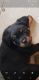 Rottweiler Puppies for sale in Edmond, OK 73003, USA. price: $1,500
