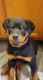 Rottweiler Puppies for sale in Grand Junction, CO, USA. price: $1,500