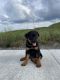 Rottweiler Puppies for sale in Morgantown, WV, USA. price: $700