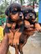 Rottweiler Puppies for sale in Thrissur, Kerala, India. price: 10000 INR