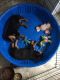 Rottweiler Puppies for sale in Billings, MT, USA. price: $2,500