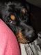 Rottweiler Puppies for sale in Medford, OR, USA. price: $3,000