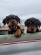 Rottweiler Puppies for sale in Nucla, CO 81424, USA. price: NA