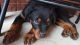 Rottweiler Puppies for sale in Huntsville, AL, USA. price: $2,100