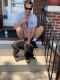 Rottweiler Puppies for sale in Shoemakersville, PA, USA. price: $650