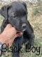 Rottweiler Puppies for sale in Medford, OR, USA. price: $500