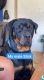 Rottweiler Puppies for sale in Nucla, CO 81424, USA. price: $1,500