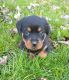 Rottweiler Puppies for sale in Penn Run, PA 15765, USA. price: NA