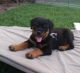 Rottweiler Puppies for sale in Smyrna, TN, USA. price: $2,200