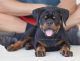 Rottweiler Puppies for sale in Bulverde, TX, USA. price: NA