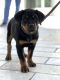 Rottweiler Puppies for sale in LaBelle, FL 33935, USA. price: $3,500