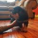 Rottweiler Puppies for sale in New York, NY, USA. price: $300