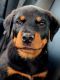 Rottweiler Puppies for sale in Lebanon, IN 46052, USA. price: NA