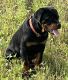 Rottweiler Puppies for sale in 10451 Maple Grove Rd, Charlevoix, MI 49720, USA. price: $2,000