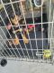 Rottweiler Puppies for sale in St. Louis, MO 63125, USA. price: $500