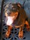 Rottweiler Puppies for sale in Kinston, NC, USA. price: $1,500