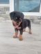 Rottweiler Puppies for sale in London, KY, USA. price: $350