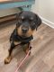 Rottweiler Puppies for sale in Canton, GA 30115, USA. price: NA
