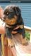 Rottweiler Puppies for sale in Dennison, MN 55018, USA. price: NA
