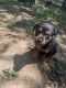 Rottweiler Puppies for sale in Clarksville, AR 72830, USA. price: $700