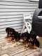 Rottweiler Puppies for sale in Rockford, IL, USA. price: NA