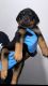 Rottweiler Puppies for sale in Baton Rouge, LA, USA. price: $800