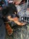 Rottweiler Puppies for sale in St. Louis, MO 63125, USA. price: NA