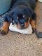 Rottweiler Puppies for sale in Cedar Creek, TX 78612, USA. price: $800