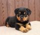 Rottweiler Puppies for sale in California City, CA, USA. price: $2,900