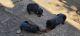 Rottweiler Puppies for sale in Nucla, CO 81424, USA. price: $1,000