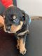 Rottweiler Puppies for sale in Fresno, CA, USA. price: $2,500