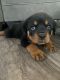 Rottweiler Puppies for sale in Knoxville, TN, USA. price: $900