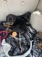 Rottweiler Puppies for sale in Twin Falls, ID 83301, USA. price: $500