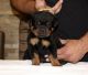 Rottweiler Puppies for sale in Los Angeles, CA, USA. price: $3,500