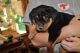 Rottweiler Puppies for sale in Southern Oregon, OR, USA. price: NA