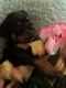 Rottweiler Puppies for sale in Ashland, KY, USA. price: NA