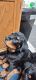Rottweiler Puppies for sale in Reno, NV, USA. price: NA