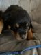 Rottweiler Puppies for sale in Fresno, CA, USA. price: $2,500