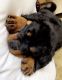 Rottweiler Puppies for sale in Naugatuck, CT 06770, USA. price: $1,000