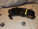 Rottweiler Puppies for sale in Phoenix, AZ, USA. price: $4,000