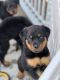 Rottweiler Puppies for sale in New York, NY, USA. price: $1,100