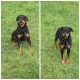 Rottweiler Puppies for sale in Temple, TX, USA. price: NA
