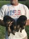 Rottweiler Puppies for sale in Dickson, TN, USA. price: $950