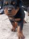 Rottweiler Puppies for sale in Haldwani, Uttarakhand 263139, India. price: 15000 INR