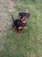 Rottweiler Puppies for sale in 139 Cache Point Ln, Draper, UT 84020, USA. price: NA