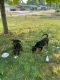 Rottweiler Puppies for sale in Peoria, IL 61615, USA. price: $200