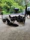 Rottweiler Puppies for sale in Brookneal, VA 24528, USA. price: NA