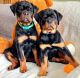 Rottweiler Puppies for sale in New York, NY, USA. price: $1,250